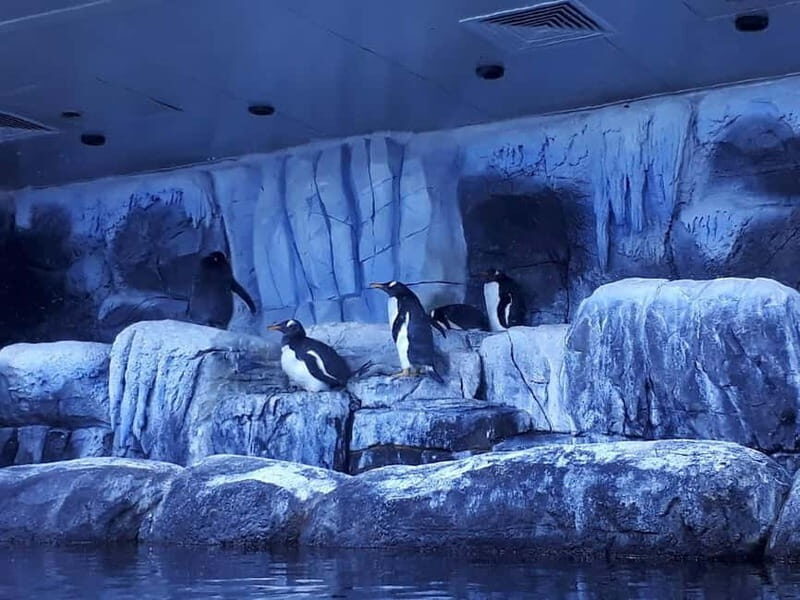 Istanbul: Aquarium Ticket and Round Trip Shuttle from Taksim - Key things I’d plan for