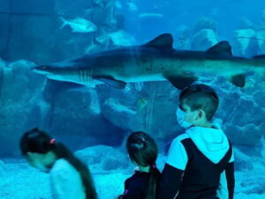 Istanbul: Aquarium Ticket and Round Trip Shuttle from Taksim - From Taksim Square to the Aquarium: How the Roundtrip Works