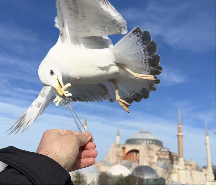 Istanbul: Private City Tour with Transportation - Hagia Sophia: your first wow moment and what to know
